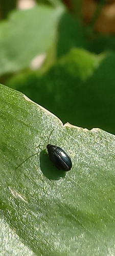 skočka (Psylliodes)