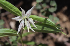 Prosartes maculata