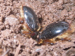 Pleocoma dubitabilis dubitabilis