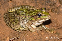 Lithobates magnaocularis