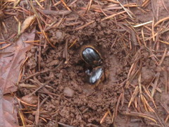 Pleocoma dubitabilis dubitabilis