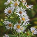 Shining Aster - Photo (c) Dan Mullen, some rights reserved (CC BY-NC-ND)