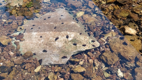 Goniobasis spillmanii, 2023-05-04