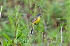 Motacilla flava cinereocapilla
