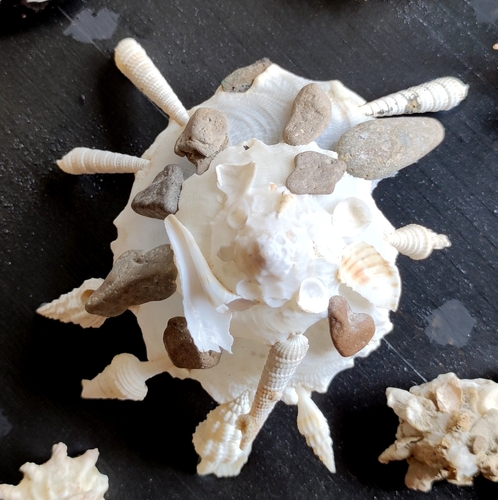 Xenophora pallidula observed 2023-04-29