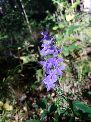 Lobelia