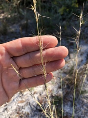 Aristida longespica