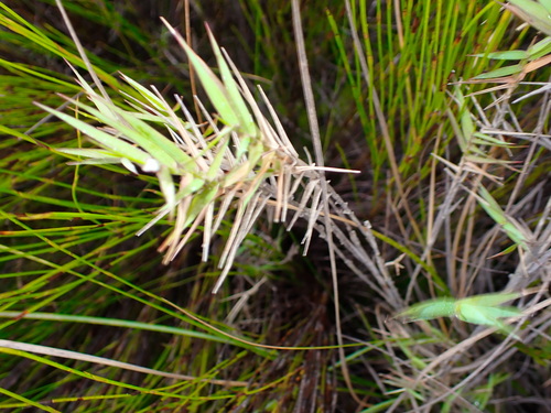 Image of Urochloa serrata by no rights reserved