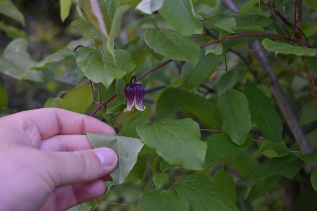Alabama leatherflower