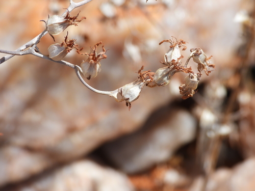 Tylecodon rubrovenosus