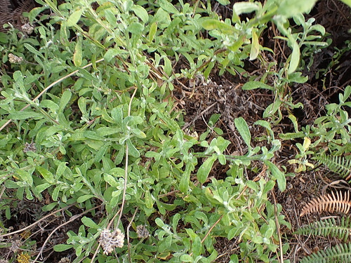 Image of Helichrysum odoratissimum by no rights reserved