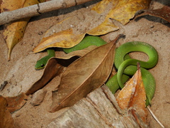 Erythrolamprus typhlus