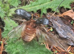 Pleocoma dubitabilis dubitabilis