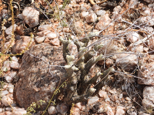 Tylecodon rubrovenosus