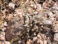 Tylecodon rubrovenosus