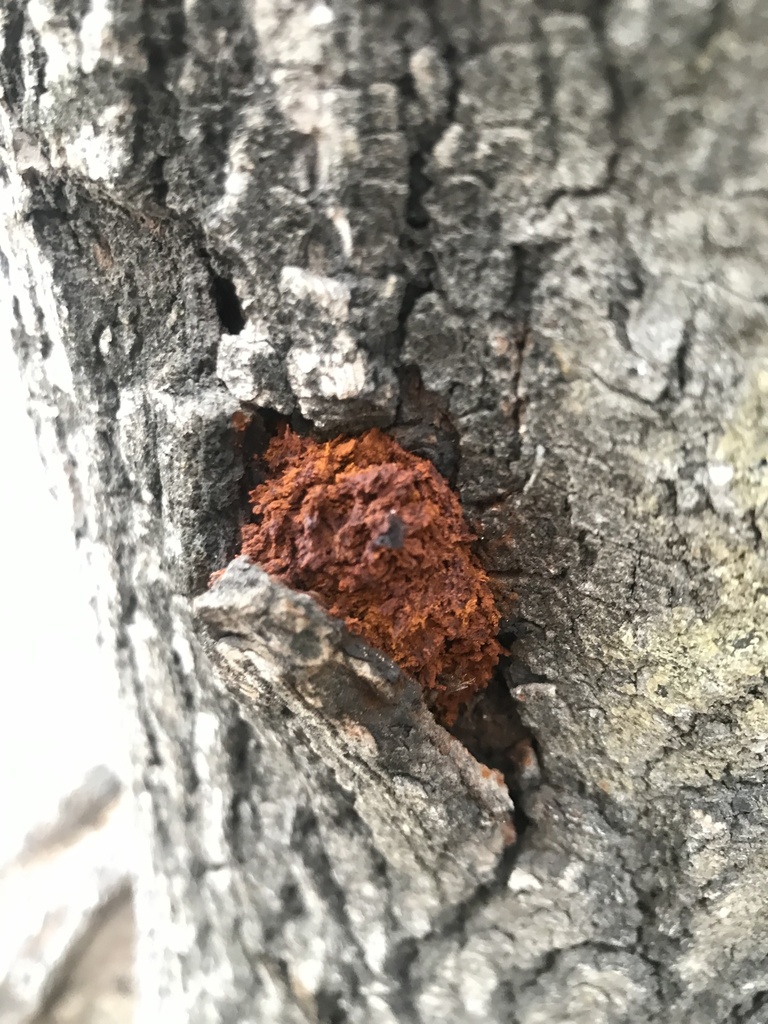 Inonotus rickii · May 2023 · photo: © tutitah (iNaturalist, cc0)