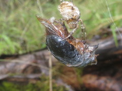 Pleocoma dubitabilis dubitabilis