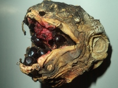 Nyctocereus serpentinus