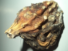 Nyctocereus serpentinus