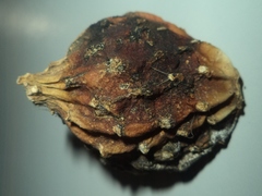 Nyctocereus serpentinus