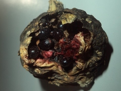 Nyctocereus serpentinus