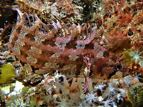 Brown weedfish (Heteroclinus roseus) — Clinidae