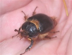 Pleocoma dubitabilis dubitabilis