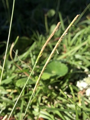 Eremochloa ophiuroides