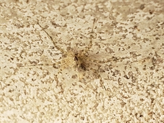 Murricia uva