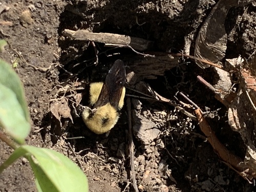 Rusty patched bumble bee