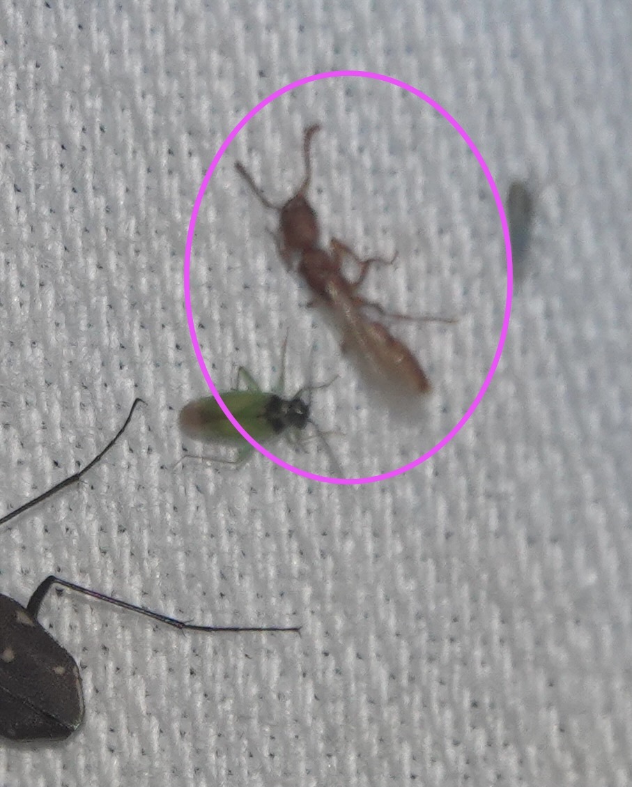 Parvaponera