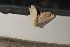 Lepidoptera