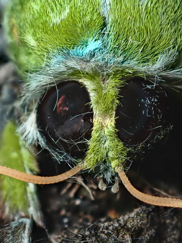 Pūriri moth photo 3