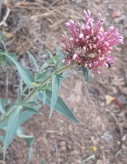 Image of Centranthus nevadensis