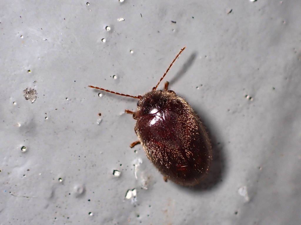 Cyprobius