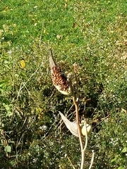 Oncopeltus fasciatus