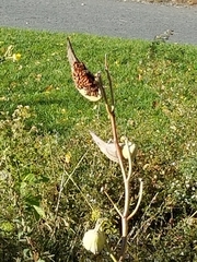 Oncopeltus fasciatus