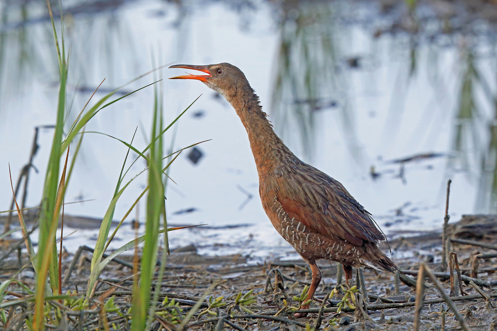 Ridgway's Rail (Light-footed)
