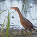 Light-footed Rail - Photo (c) Nigel Voaden, some rights reserved (CC BY)