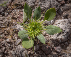 Rigid Spineflower (Chorizanthe rigida)