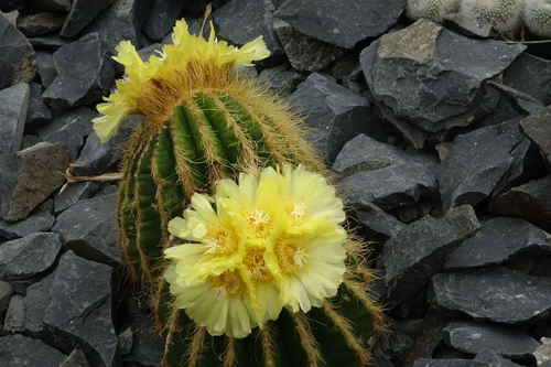 Parodia warasii