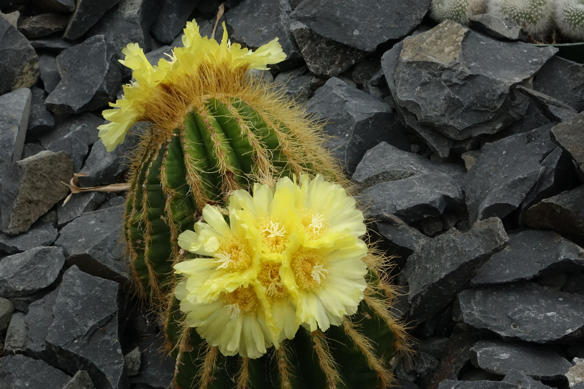 Parodia warasii