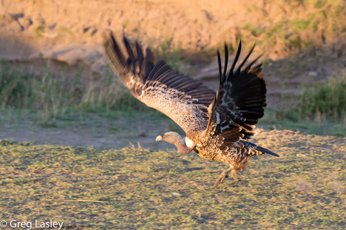 Rüppell's Griffon, photo 9 of 9