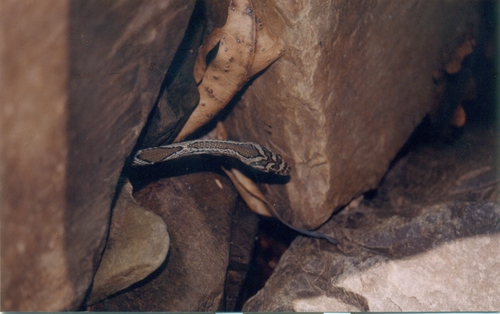 Sharma's Racer