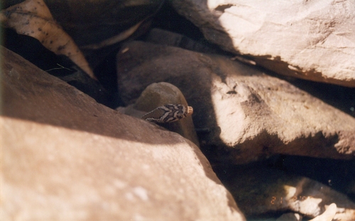 Sharma's Racer