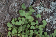 Hydrocotyle moschata moschata