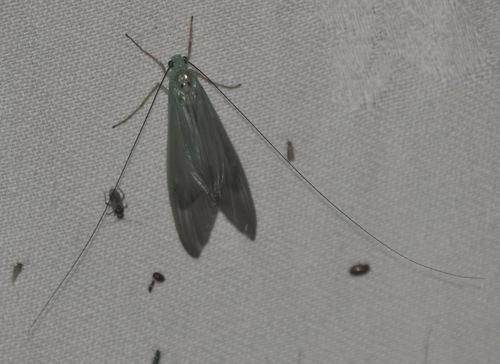 Polymorphanisus semperi