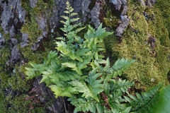 Asplenium lyallii