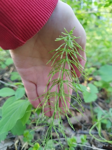 Equisetum pratense image