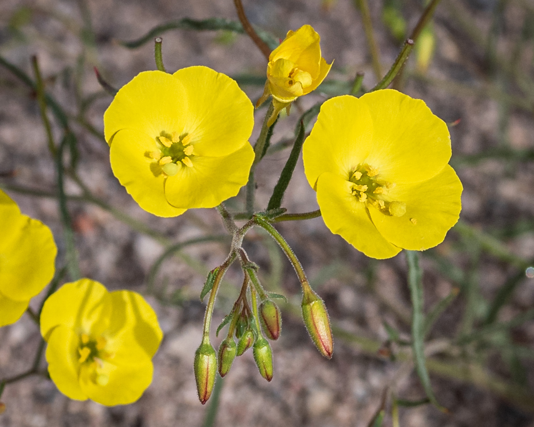 Camissonia campestris